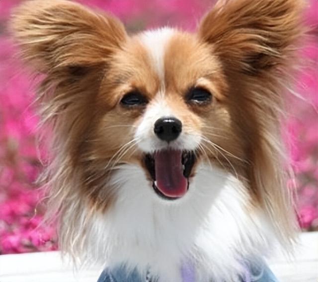 蝴蝶犬有哪些品种,蝴蝶犬有哪些品种及图片(犬中贵族"蝴蝶犬")