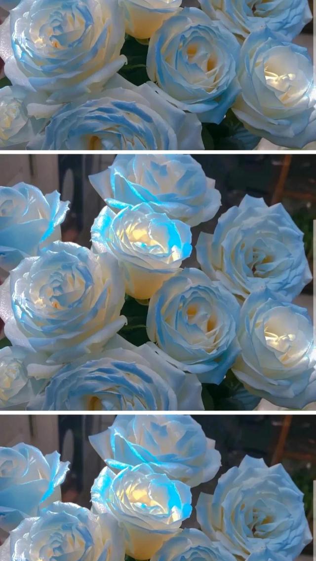 碎冰蓝玫瑰花语，碎冰蓝玫瑰花语和寓意（碎冰蓝玫瑰，星辰大海）