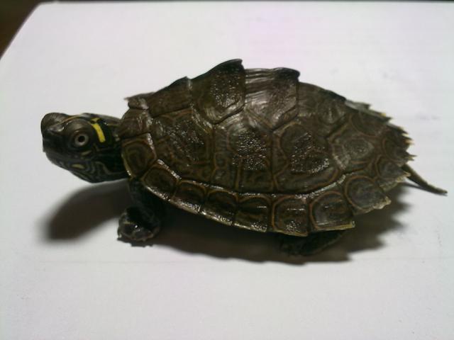 宠物乌龟起什么名字好，浅谈常见宠物乌龟种类-新手饲养篇