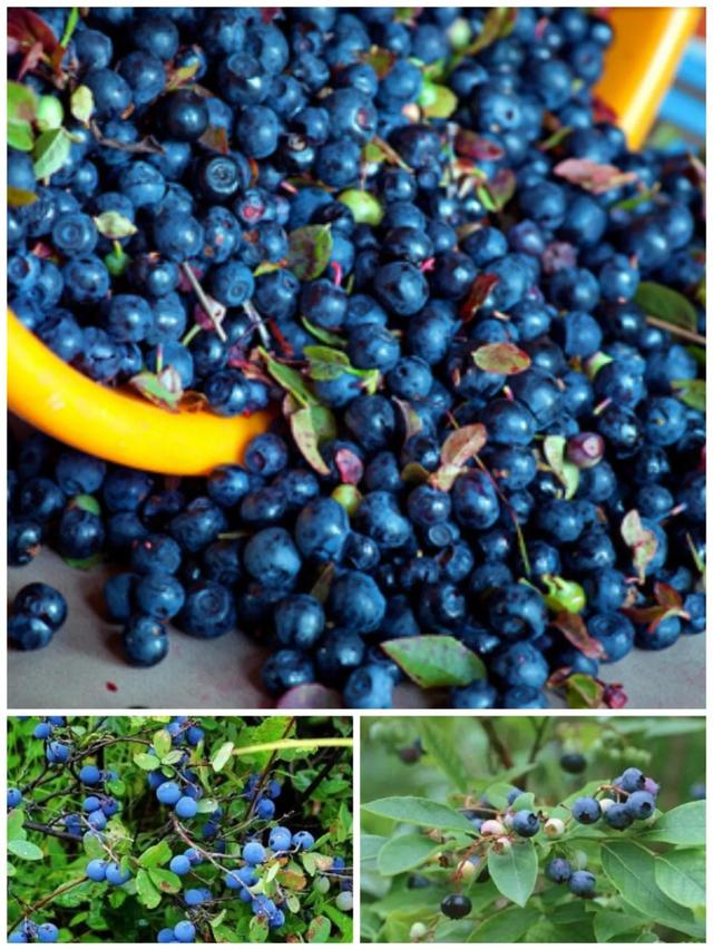 鸡嗉子果泡酒方法，泡鸡子酒处方（儿时的回忆）