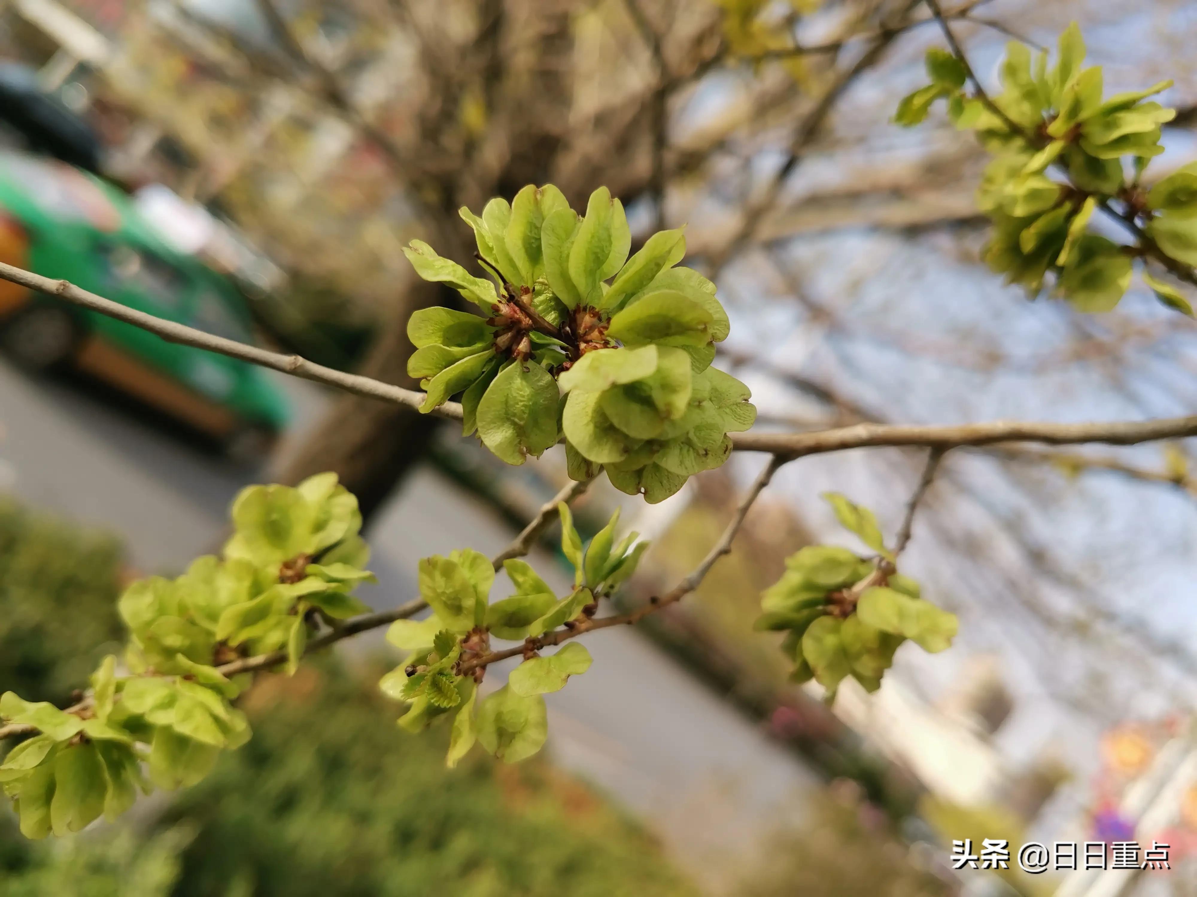 什么是白榆，白榆指的是什么动物（榆林的榆树）