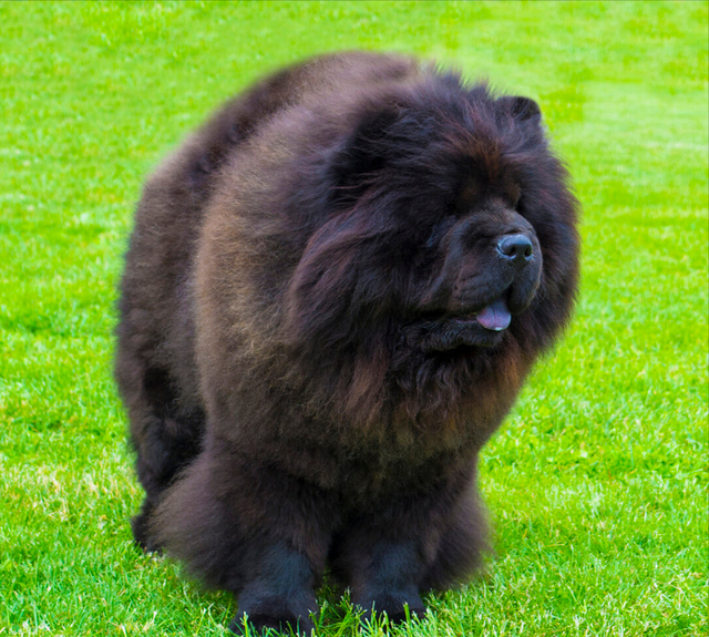 松狮犬的优缺点，松狮犬图片多少钱一只