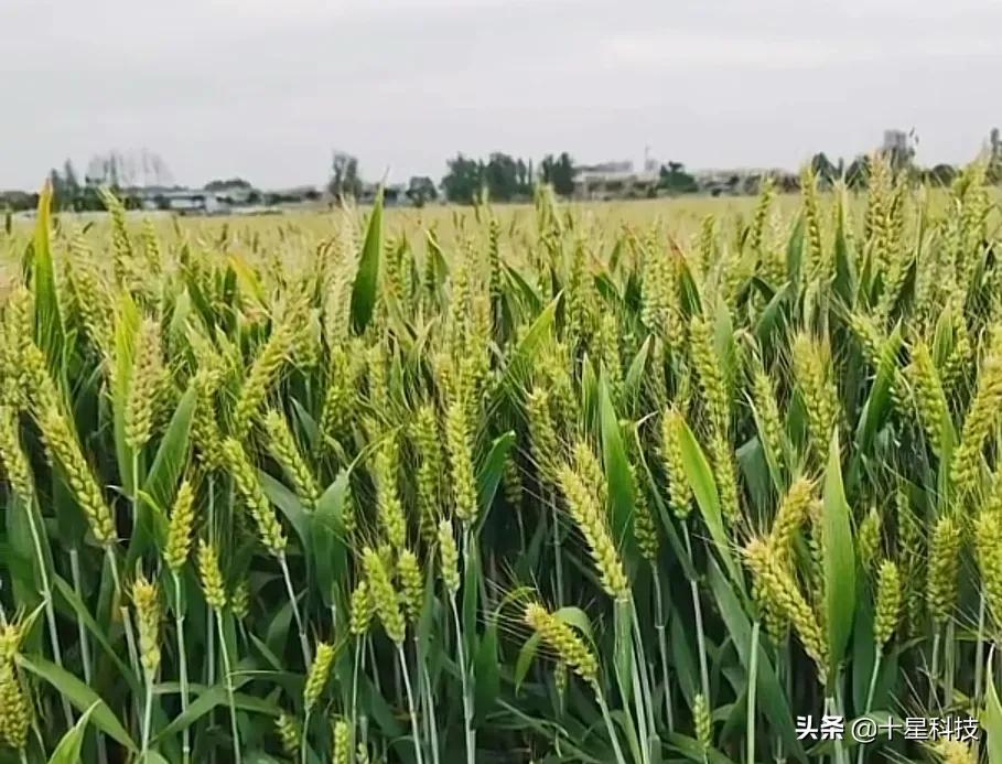 谷丰（河南和安徽）