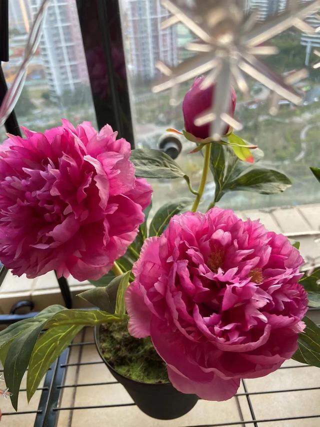 净字组词，净头净面净心净家过好年（屎字组词不骂人）