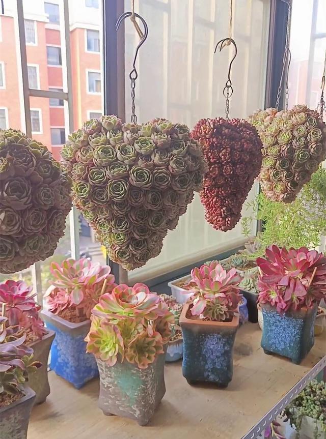 求婚用什么花最好，求婚送什么花合适（花痴男友用多肉植物种出爱心）