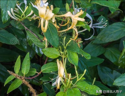 春天能吃的野菜大全，春天都有哪些野菜可以吃（送你63种野菜大图鉴）