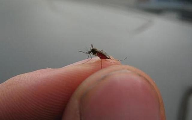 只有母蚊子才咬人，是真的吗，只有母蚊子才咬人（它叮咬你只是涂点痒痒粉）