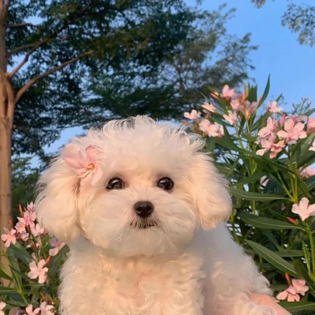 动物男头（你喜欢就好），微信头像，动物男头（你喜欢就好）（可爱头像‖很精致的小动物）