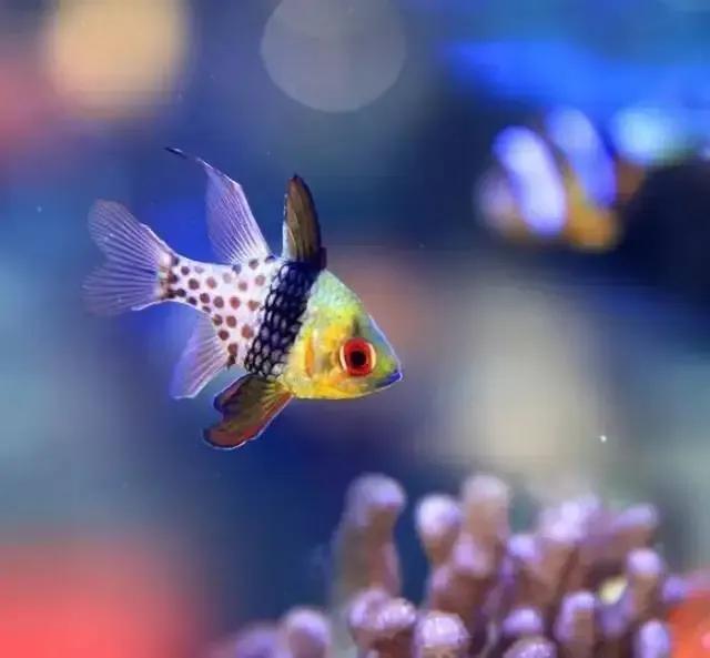 100多种神仙鱼欣赏，鳕鱼图片大全