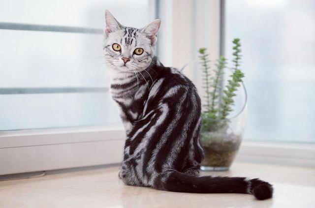 世界上十大最漂亮的猫，世界上十大最漂亮的猫品种有哪些（养猫“首选”这6种猫）
