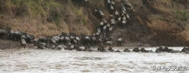 东非动物大迁徙，东非动物大迁徙的路线图（“生命的长征”东非野生动物大迁徙）