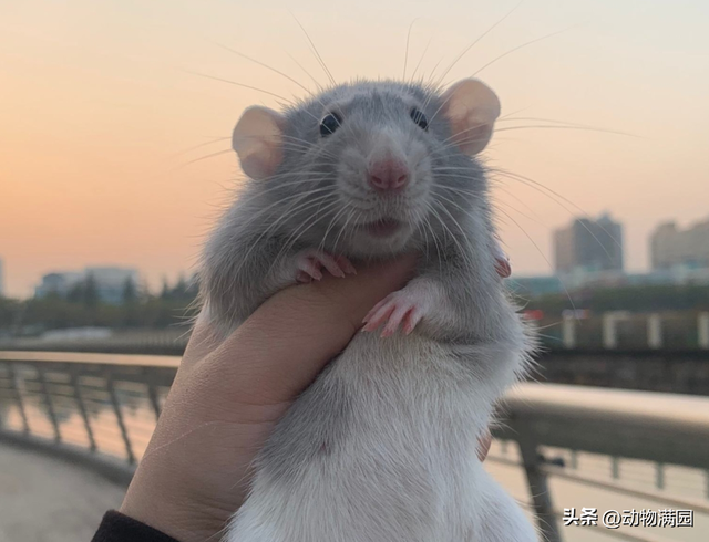 宠物鼠有几种，宠物鼠有哪几种（物种百科：花枝鼠）