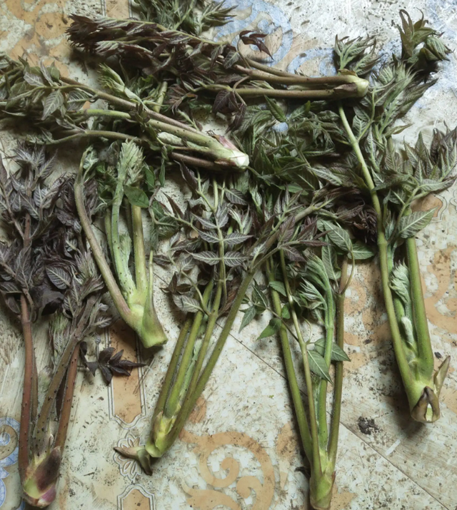 农村最抢手的野菜刺嫩芽,5月不能错过的野味,食用方法也很多,沸水焯烫