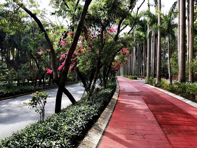 法国梧桐树苗多少钱一颗，法国梧桐树多少钱一棵（曾红极一时的7种“绿化树”）