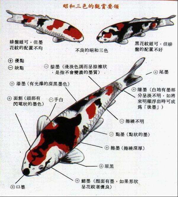 锦鲤品种一览图，为什么日本锦鲤那么受欢迎