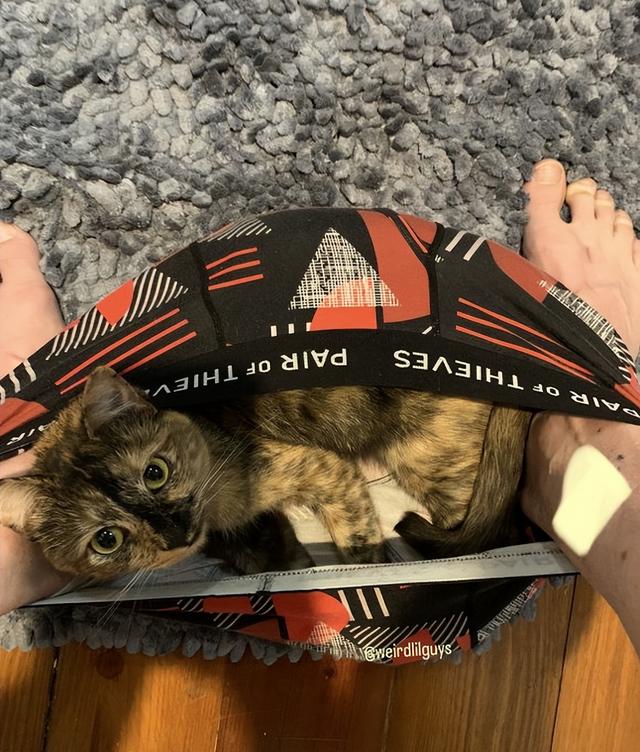 可爱猫，可爱猫咪名字（歪果网友分享各种古怪可爱的小猫咪图片）