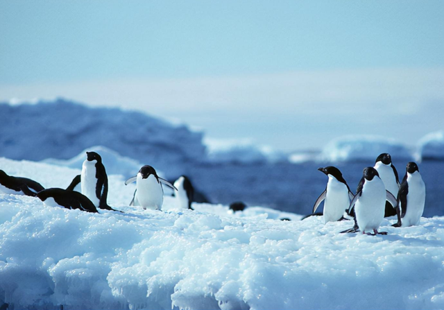 南极洲有人居住吗，南极洲有哪些国家（偌大的南极大陆为何不是任何国家的领土）