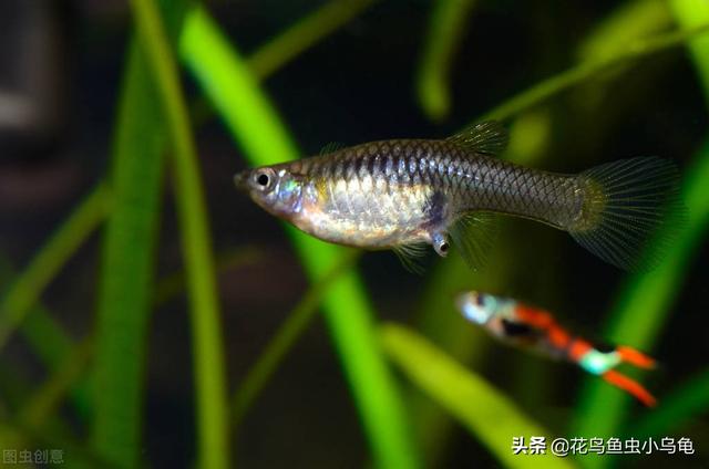 鱼苗养殖高产技术，鱼苗是怎么培育出来的（注意这些事项，小苗长得会更好）