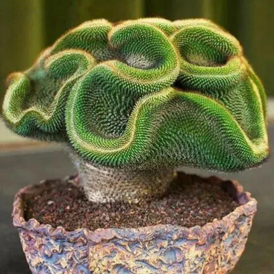 仙人掌开花图片，八种开花勤快的仙人掌植物（40多种罕见的仙人掌开花图）
