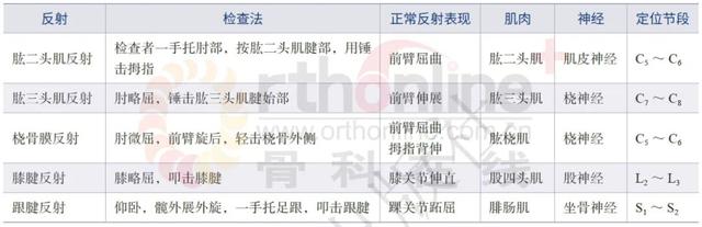 脚踵是哪个部位图解，脚踵是什么部位（一文掌握脊柱损伤相关的神经系统检查）