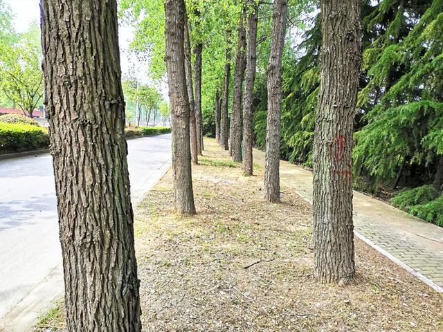 法国梧桐树苗多少钱一颗，法国梧桐树多少钱一棵（曾红极一时的7种“绿化树”）