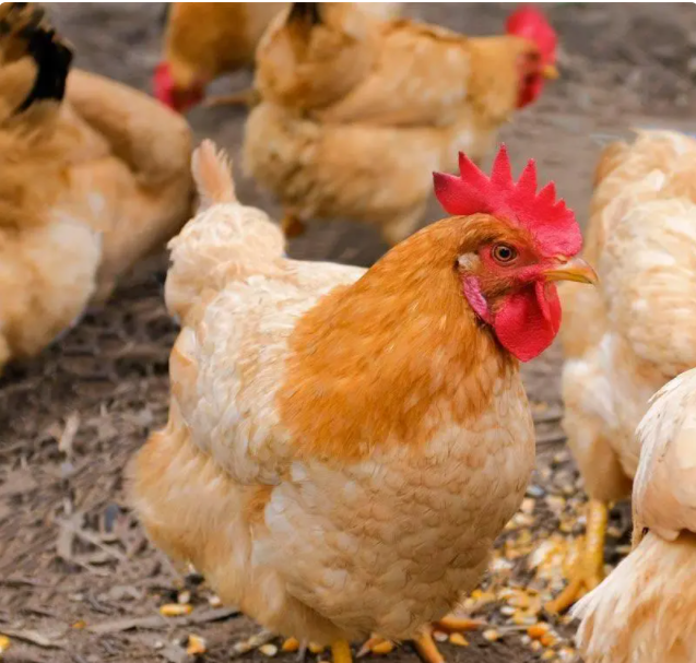 家禽的名字有哪些，家禽动物名称（你认识中国本地鸡的哪几种）