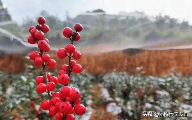 冬青树价格多少钱一棵，冬青树多少钱一棵（单枝卖到30多元）