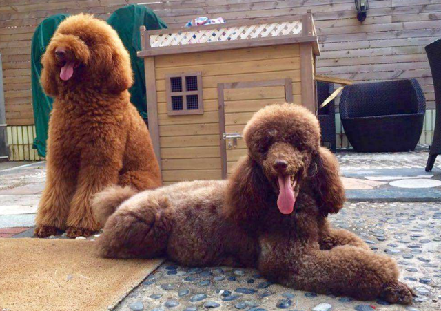 贵宾犬和泰迪的区别，贵宾狗狗图片（养狗火葬场：巨型贵宾犬）