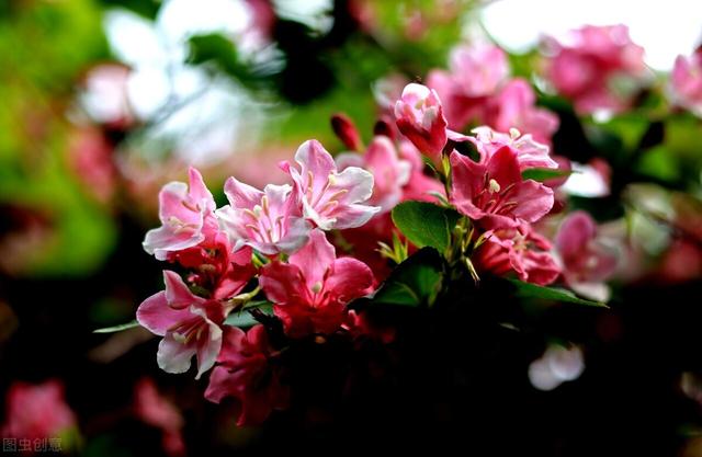 五彩锦带的养殖方法和注意事项，五彩锦带的养殖方法和注意事项有哪些（愿你人生前程似锦、绚丽多彩）