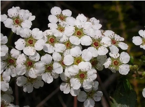 笑靥和笑魇的区别，笑魇如花还是笑靥如花（笑魇如花还是笑靥如花读音）
