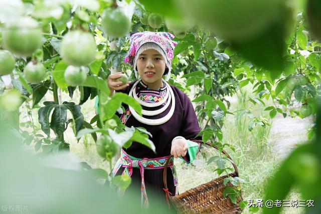百香果的种植方法，百香果种植时间和方法（教你怎样种百香果树）