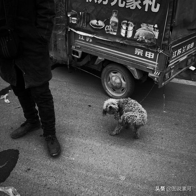 宠物市场在哪里，成都的宠物狗市场在那里呀（漯河宠物市场印象）