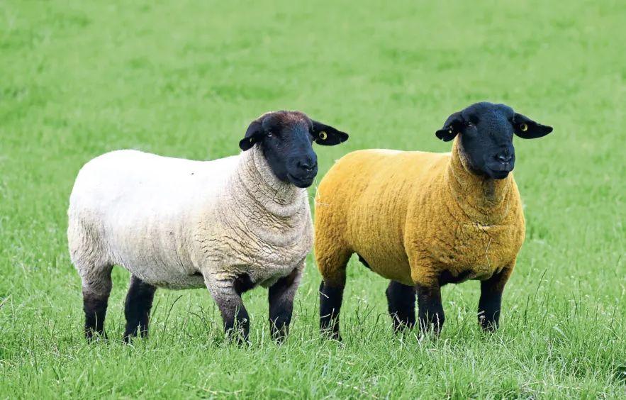 羊图片大全大图(世界上最漂亮的羊图片)插图(25)