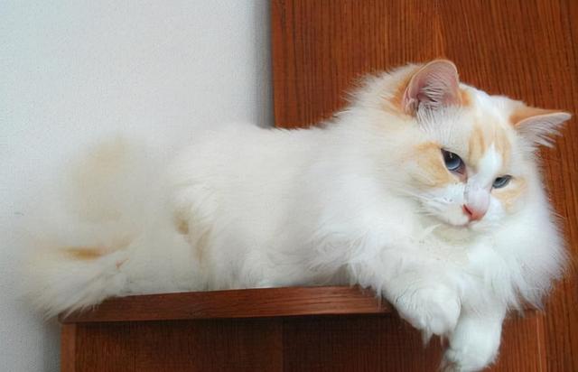 布偶猫的重点花色是有什么特点，布偶猫花色傻傻分不清楚