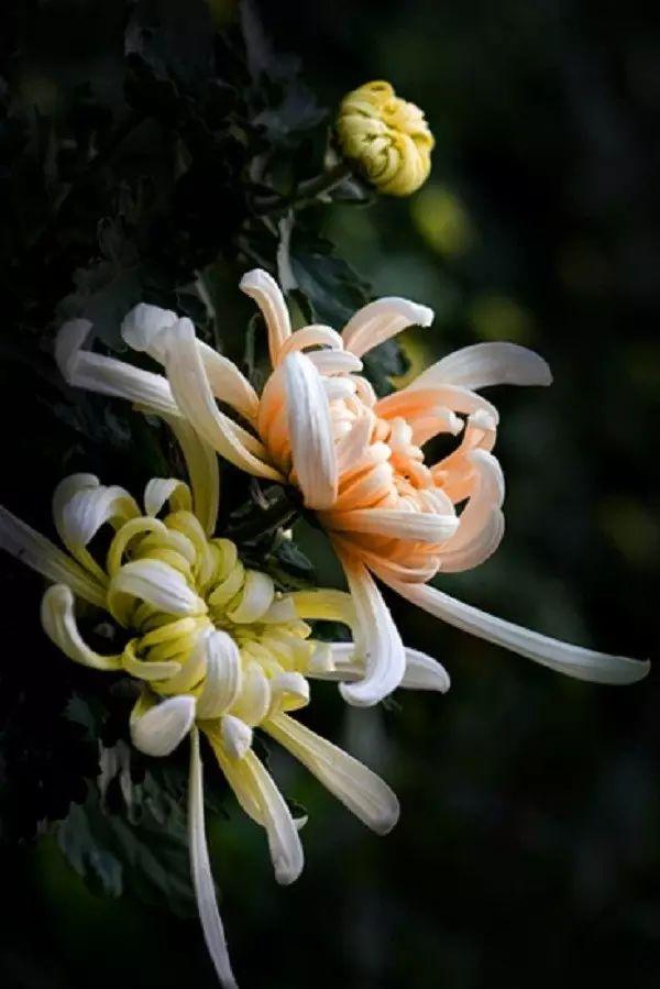 梅花象征什么，梅花象征什么青松象征什么雪花象征什么（中国十大名花排行榜）