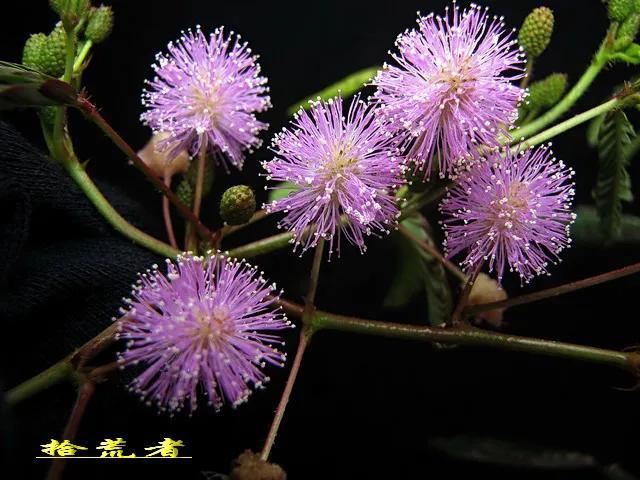 关于含羞草的资料，含羞草的资料介绍（入列世界十大奇异花草之九）