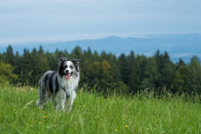 狗与犬的区别在哪，狗和犬的区别（为什么狼群不敢招惹牧羊犬）