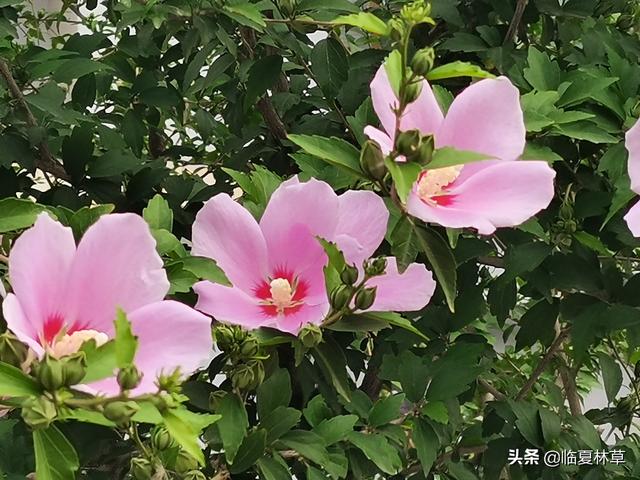 木槿花开唯美诗句，朝开暮落话枯荣