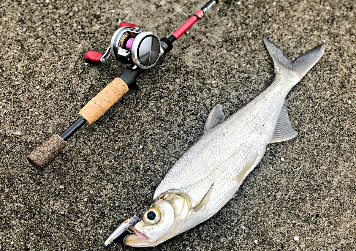 翘嘴鱼叫什么名字(翘嘴鲌侵入四川邛海)