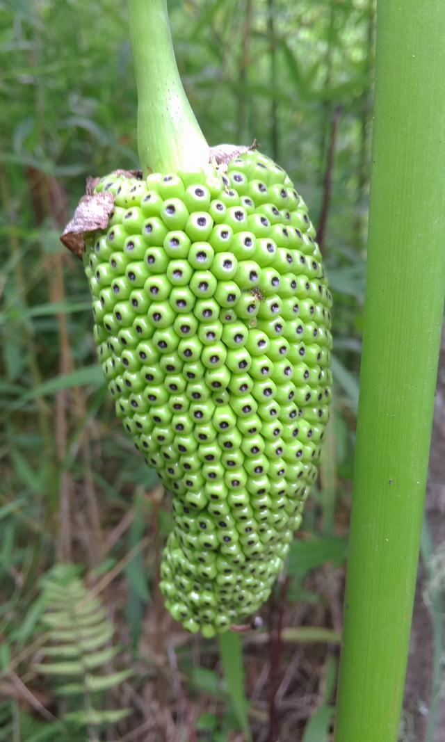 像伞的植物图片及名称图片