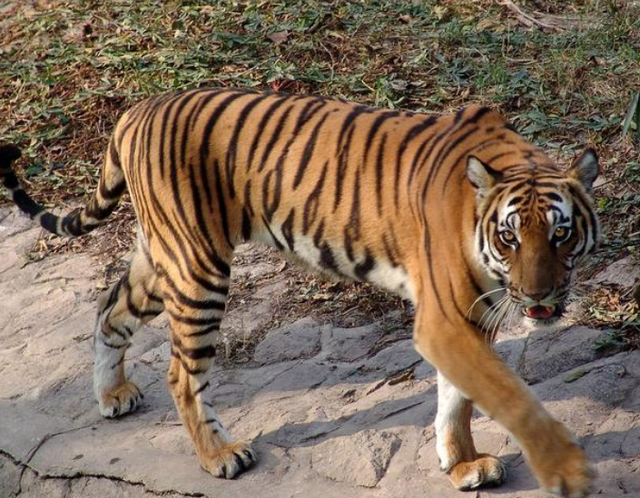 更大的老虎会是谁，世界上最大的老虎是什么（03年中国将5只老虎放到非洲草原）