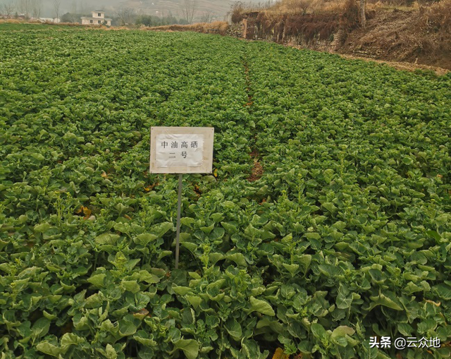 康硒富硒肥,有望成為新的致富蔬菜(富硒康效果怎麼樣)