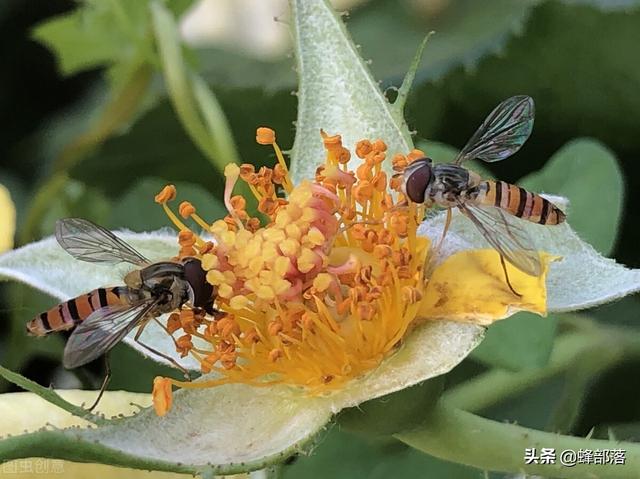 我的世界蜂巢怎么采集，怎么正确采集蜂巢（蜜蜂真是背着“背篓”采集花粉的）