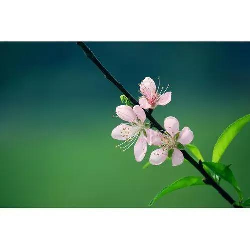 诗的音序是什么，诗的音序是什么音节是什么（什么样的诗才称得上好诗）