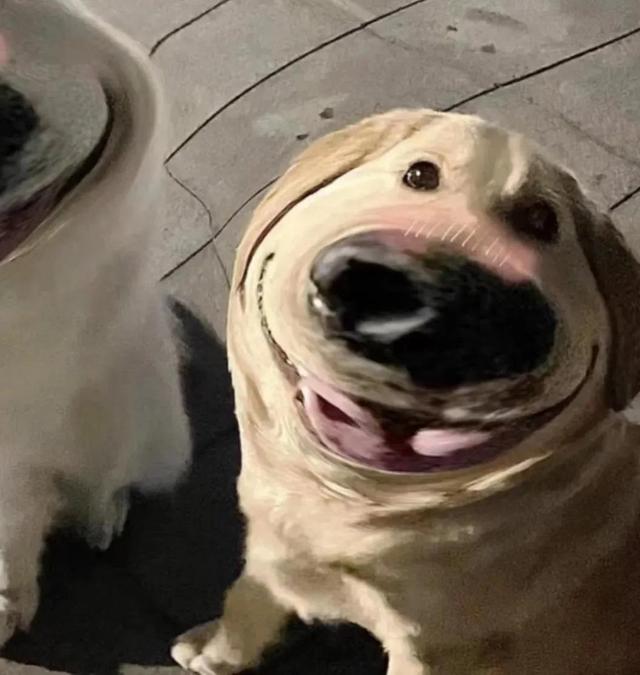 狗狗情侣头像微信，狗狗情侣头像（哈哈哈哈这个小狗狗头像也太可爱了吧）