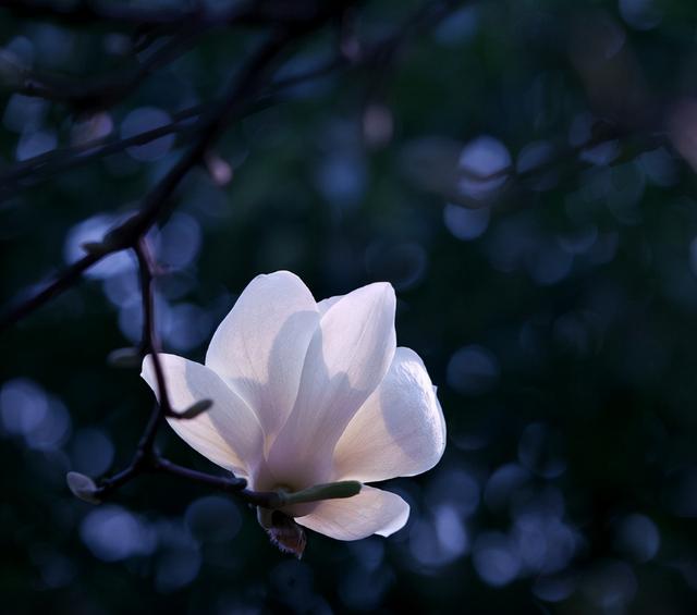描写玉兰花开的句子，诗词鉴赏-玉兰花开春自来