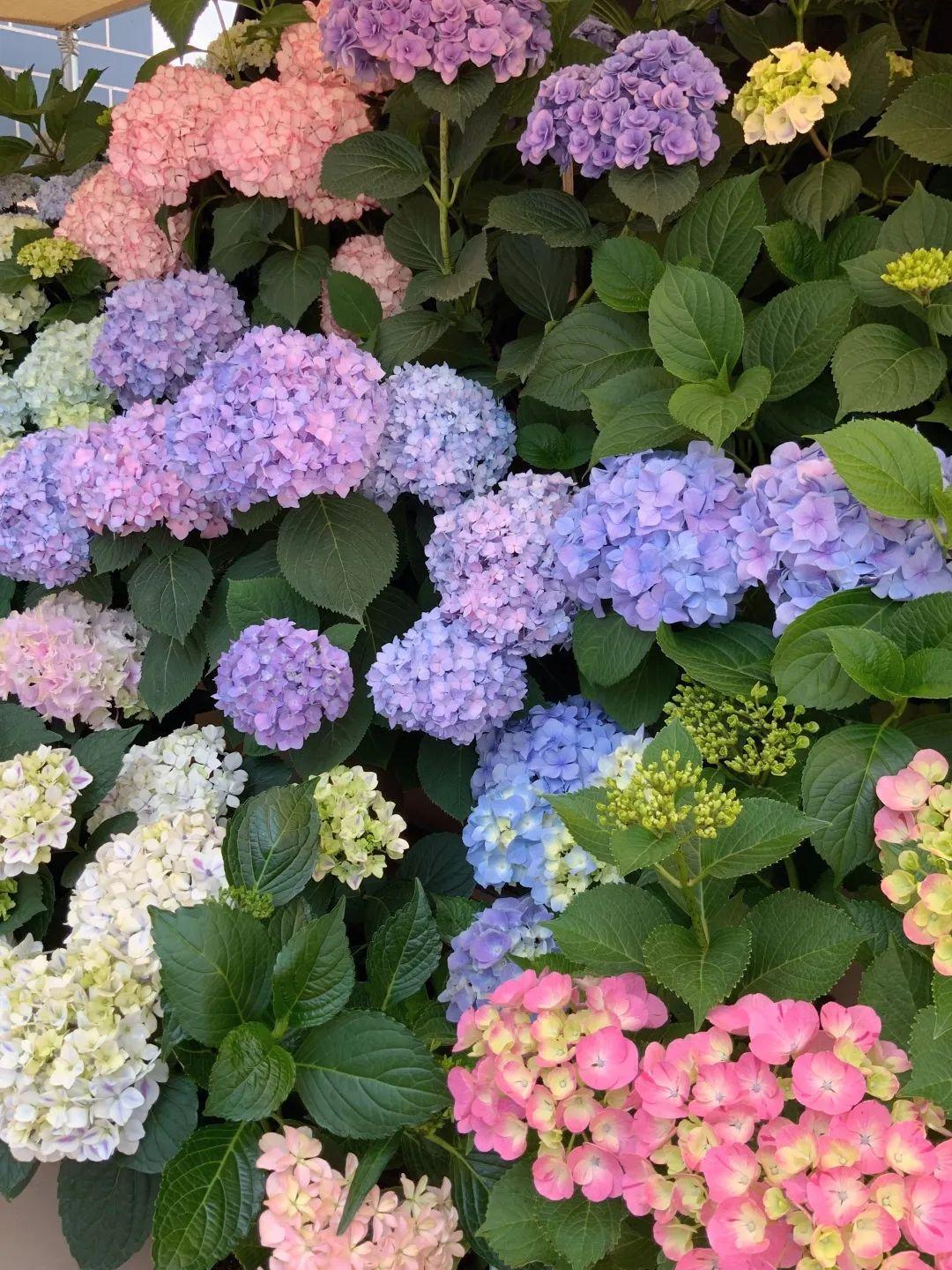绣球花怎么爆花(爆米花绣球开花图片) - 彝家农业网