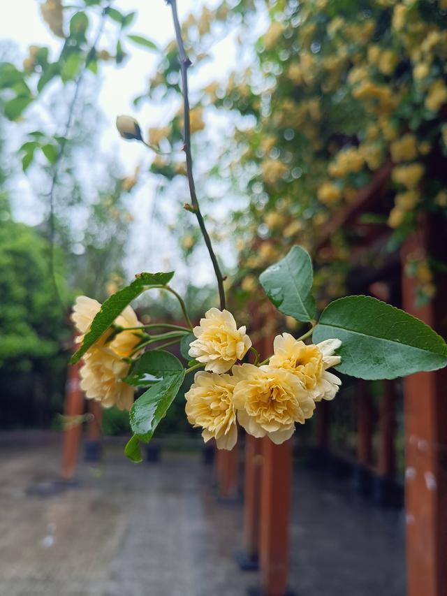 木香花为什么不能种，这几种木本花色金黄（木香花容易种吗）