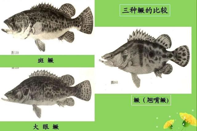 黑色的鱼代表什么寓意，黑色的鱼代表什么寓意呢（黑龙江鱼类“三花五罗十八子”名实图考）