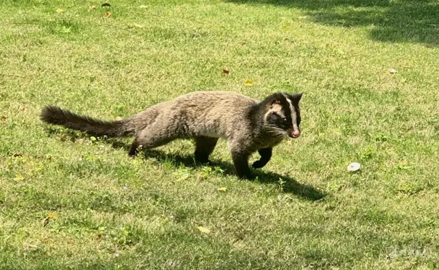 2003年非典多少人感染，2003年非典感染人数是多少（2003年让人胆寒的非典）